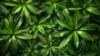 © Vlad Kapusta - Tropical green leaves background, Flat lay, top view