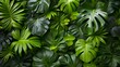 Green leaves background, top view of tropical palm leaves with copy space
