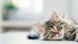 
Adorable gray kitten with big green eyes lies on a white table, licking its lips, space for text.