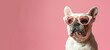 © Mirador - A charming French Bulldog wearing heart-shaped sunglasses brings a touch of whimsy and affection to a vibrant pink backdrop