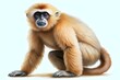 Illustration of a Golden Snub-Nosed Monkey, Gibon