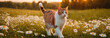 A cat walks in a field with daisies.