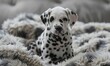 Cute Dalmatian puppy with black spots sitting on a fluffy blanket