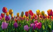 Field of vibrant tulips, spring nature, tulip background