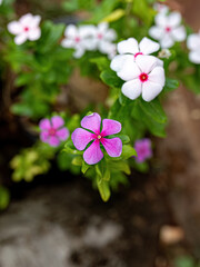 Wall Mural - White and Pink Madagascar Periwinkle Flower