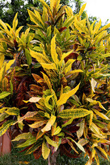 Wall Mural - Variegated Croton Plant