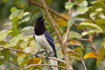 Wall Mural - Curl crested Jay Bird