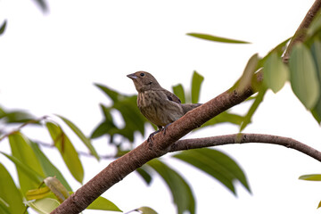 Wall Mural - Female Adult Blue black Grassquit Bird