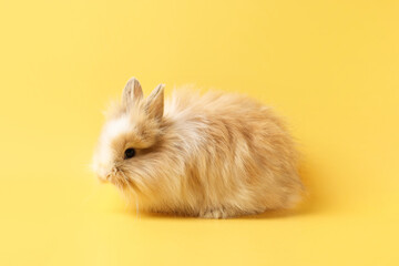 Wall Mural - Cute little rabbit on yellow background. Adorable pet