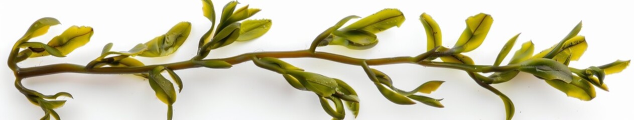 Wall Mural - Algae on a white background isolated.