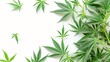 Cannabis sativa plants frame on white background. Marijuana leaves and buds border, top view, copy space. Horticultural industry