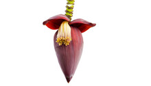 Hanging Banana Flower On Transparent Background, Cut Out, Png Banana Flower
