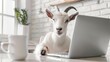 Goat in a home kitchen sitting at a table and working on a laptop, mimicking people working from home during quarantine. The goat is isolated on a white background with copy space available.