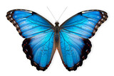 Fototapeta Natura - Beautiful Blue Morpho butterfly isolated on a white background with clipping path