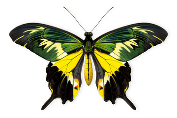 Wall Mural - Beautiful Priam's green Birdwing butterfly isolated on a white background with clipping path