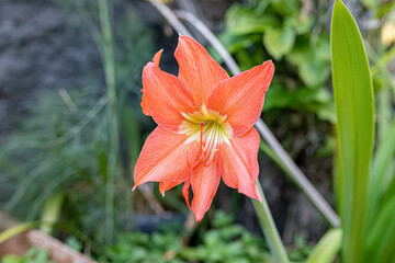 Canvas Print - Barbados Lily Flower