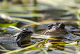 Fototapeta Tęcza - żaby żabie gody jajka oczy woda staw szuwary love