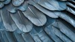 feather pigeon macro photo. texture or background