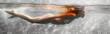 © Andrea Marongiu - Panoramic banner with a woman in a bikini swims in the water.
