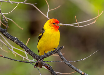 Wall Mural - Western Tanager in Colorado Forest
