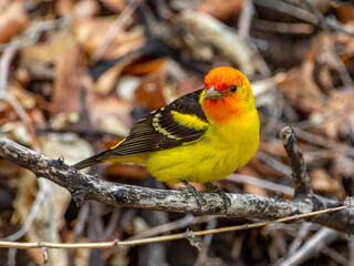 Poster - Male Western Tanager in a spring time Colorado forest.