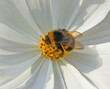 Carder Bee on white flower