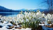 Snowdrop flowers bloom in snowy field, creating a beautiful natural landscape