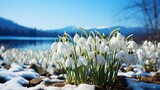 Fototapeta Kuchnia - Snowdrop flowers bloom in snowy field, creating a beautiful natural landscape