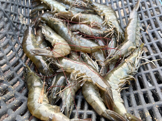 Canvas Print - close up shrimps in market