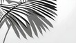 Realistic transparent shadow from a leaf of a palm tree on the white background. Tropical leaves shadow. Mockup with palm leaves shadow