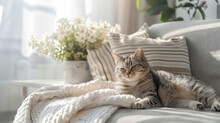 Tabby Cat Basking In The Sunlight On A Cozy Sofa With White Knitted Blanket And Flowers