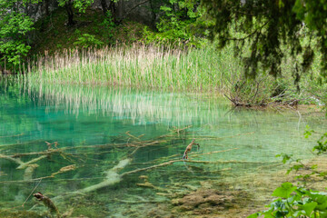 Wall Mural - Clear turquoise water in pond in Croatia