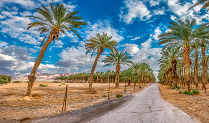 Wall Mural - Panorama. Plantations of date palms for healthy food production. Date palm is iconic ancient plant and famous food crop in the Middle East and North Africa, it has been cultivated for 5000 years