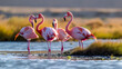 Wetlands or areas with flamingos, try to capture the elegance of these birds in their natural habitat