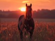 Silhouette of a horse, wild spirit against a setting sun