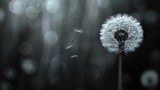Fototapeta Dmuchawce -  A black-and-white photo of a dandelion swaying in the wind with a soft, blurry boke