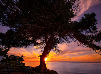 Wall Mural - tree at sunset