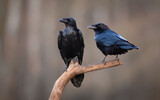 Fototapeta Mapy - Raven bird ( Corvus corax ) pair close up