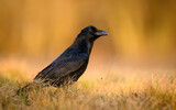 Fototapeta Mapy - Raven bird ( Corvus corax ) close up
