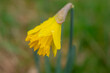 Daffodil flower with raindrops, soft focus