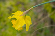 Daffodil flower, soft focus