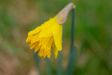 Fototapeta Tęcza - Daffodil flower with raindrops, soft focus