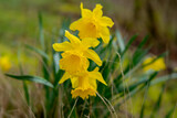 Fototapeta Tęcza - Daffodils in the garden, soft focus