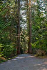 A small path in the forest passing through two trees