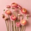 This image highlights a colorful assortment of ranunculus flowers, showcasing their full blooms and long stems on a pink surface