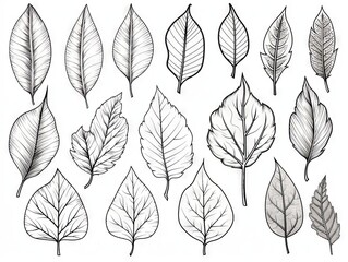 Wall Mural - Assorted leaf outlines for creative coloring activities - detailed botanical illustration vector set