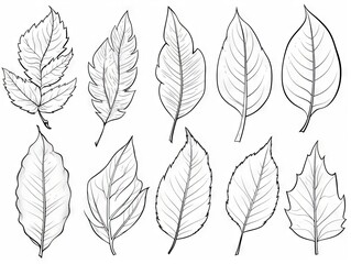 Wall Mural - Assorted leaf outlines for creative coloring activities - detailed botanical illustration vector set