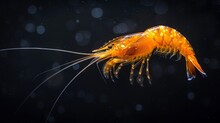  A Sharp Focus Image Of A Yellow Crustacean With Droplets On Its Hind Legs Against A Dark Backdrop