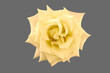 Flower of an opened yellow rose.