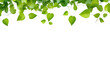 Green flying leaves isolated on transparent and white background.PNG image.	
